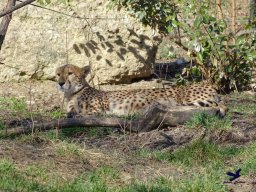Tiergarten Schönbrunn am 05.03.2026